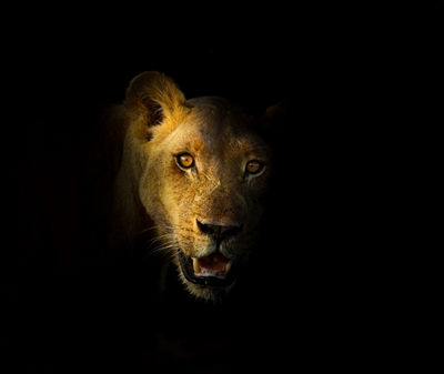 Lev ve tmě