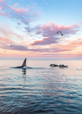 Orca-Familie Lofoten