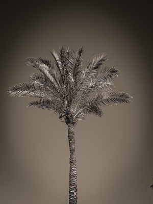 Palmetræet
