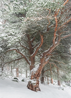 Panoramic winter tree, Skjåk, 