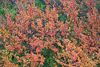 Abedul de montaña con hojas rojas