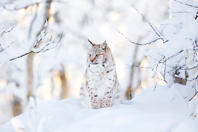 Jonge lynx in winterland