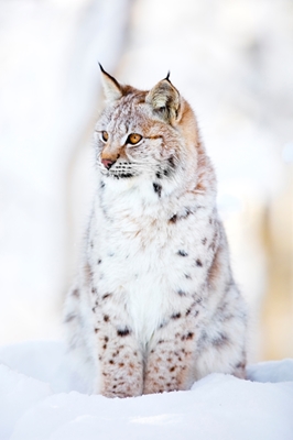 Lynx Cub in Winter Wonderland