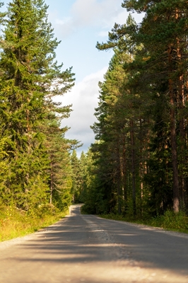 Route forestière 