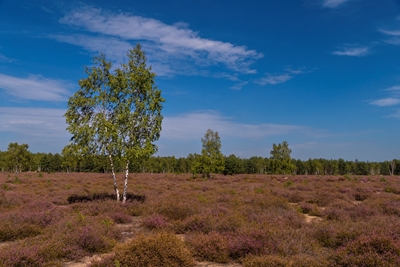 Birch in the heathland