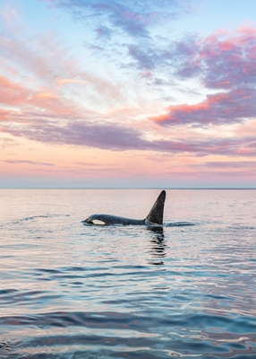 Orca Lofoten