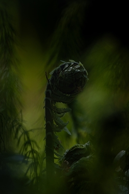 Juvenile fern