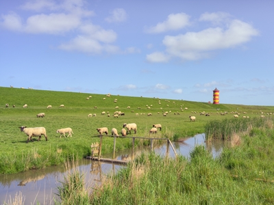 Kudde schapen in Oost-Friesland