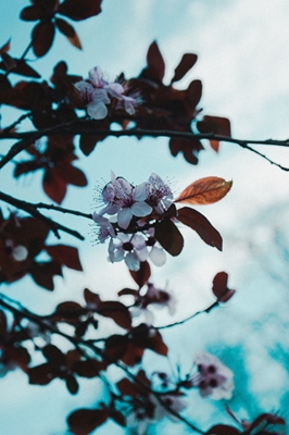 Amandelbomen in bloei
