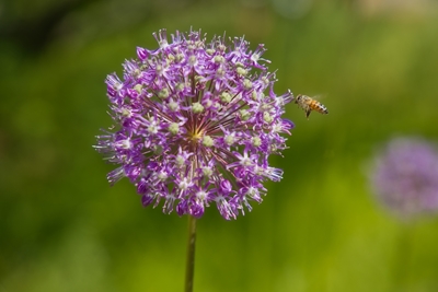 Alho-poró gigante com abelha