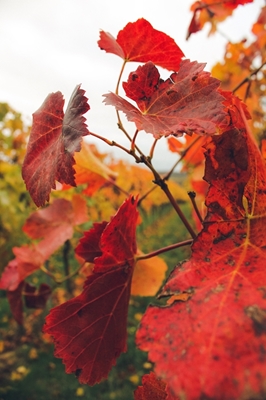 Wijngaardbladeren in de herfst