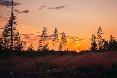 Sommerabend in Jämtland