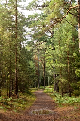 Passeggiata nella foresta