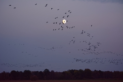 Migration des grues dans le ciel du soir