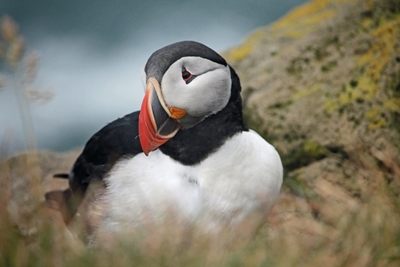 The puffin