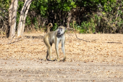Macaco solitário
