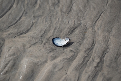 The shell of a mussel