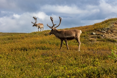 Reindeers on the mountain