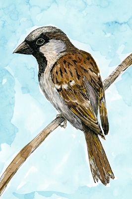 House Sparrow värillinen mustepiirros