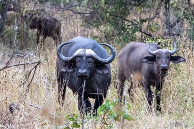 The buffaloes