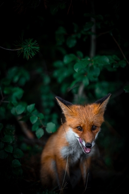 Hungry fox cub