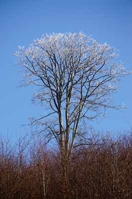 Hoarfrost nas árvores, céu azul
