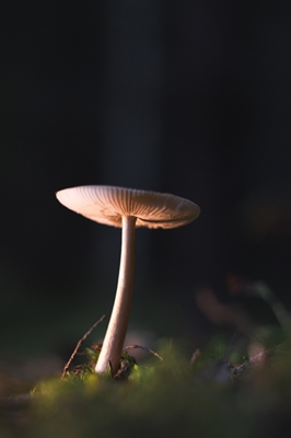 Sienet Ruotsin aarniometsässä