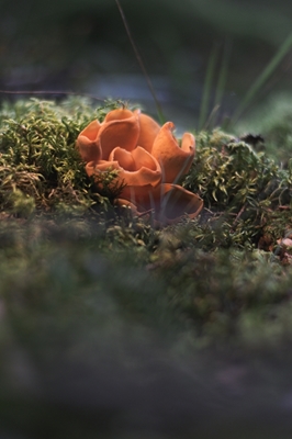 Deep Focus Mushroom in a Swedi