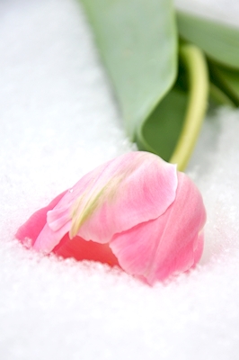 Gefallene Tulpe im Schnee