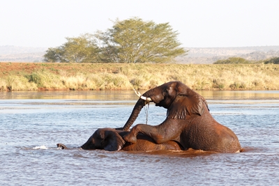 Elefanti che fanno il bagno