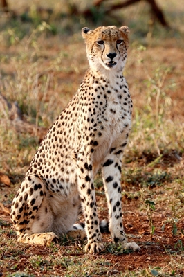 Gepard (Hona)
