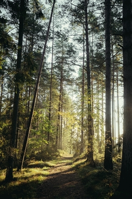 Serenidade na natureza da Suécia