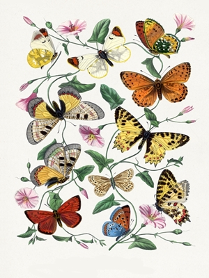 butterflies and moths