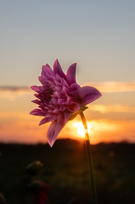 Blomma i solnedgång