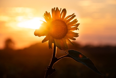 Sonnenblume bei Sonnenuntergang
