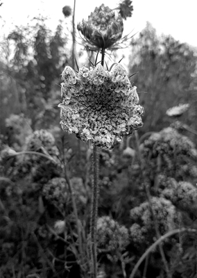 Schwarz-Weiß-Blume