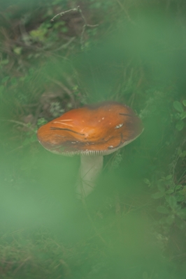 Mushroom in the forest 