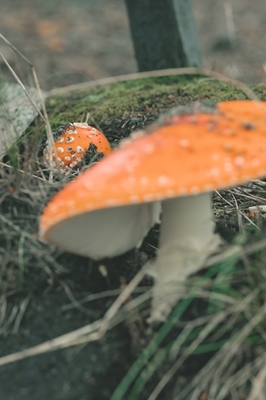 Sienet metsässä