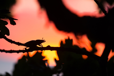 Stag beetle in sunset