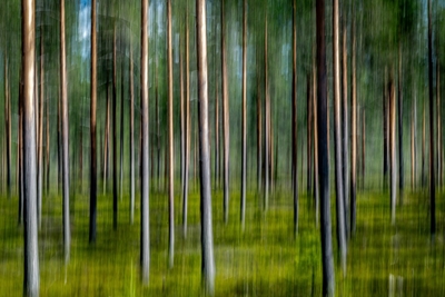 Borovicový les - rozmazaný