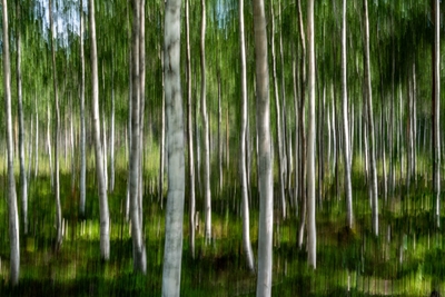 Blurred Birch forest