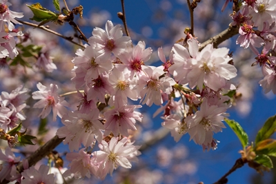 Sakura blomst
