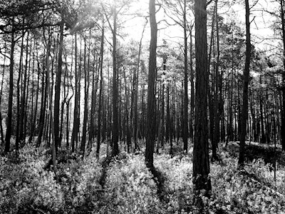 Forêt de pins sur Arkö