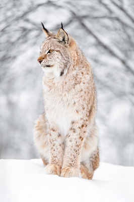 Lynx in Winter Wonderland