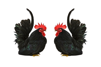 Double up black rooster