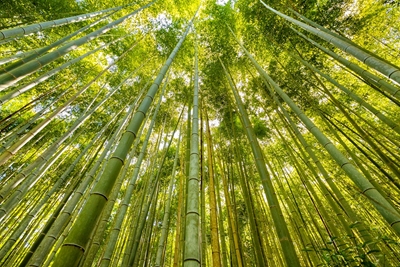 Bamboo forest in Asia