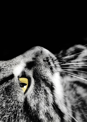 Katt med gyllene blick