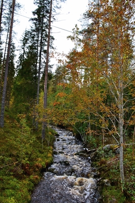 Zauberhafter Fluss in Waldumgebung