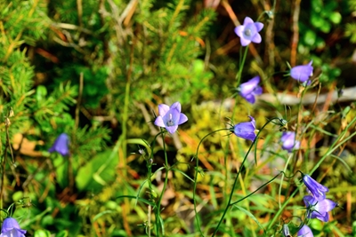 Bluebell Photographie