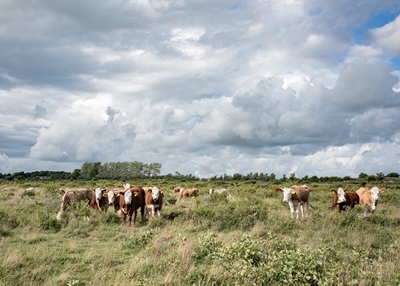 Cows on a field